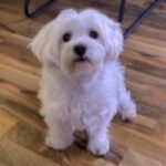 Profile photo of Denisa